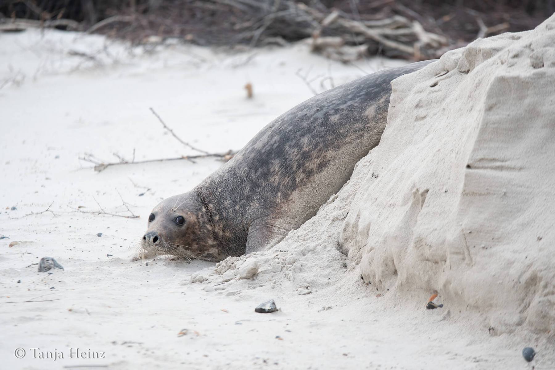 Grey seal on Helgoland