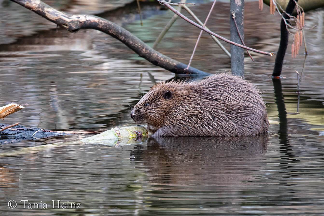 European beaver in Berlin