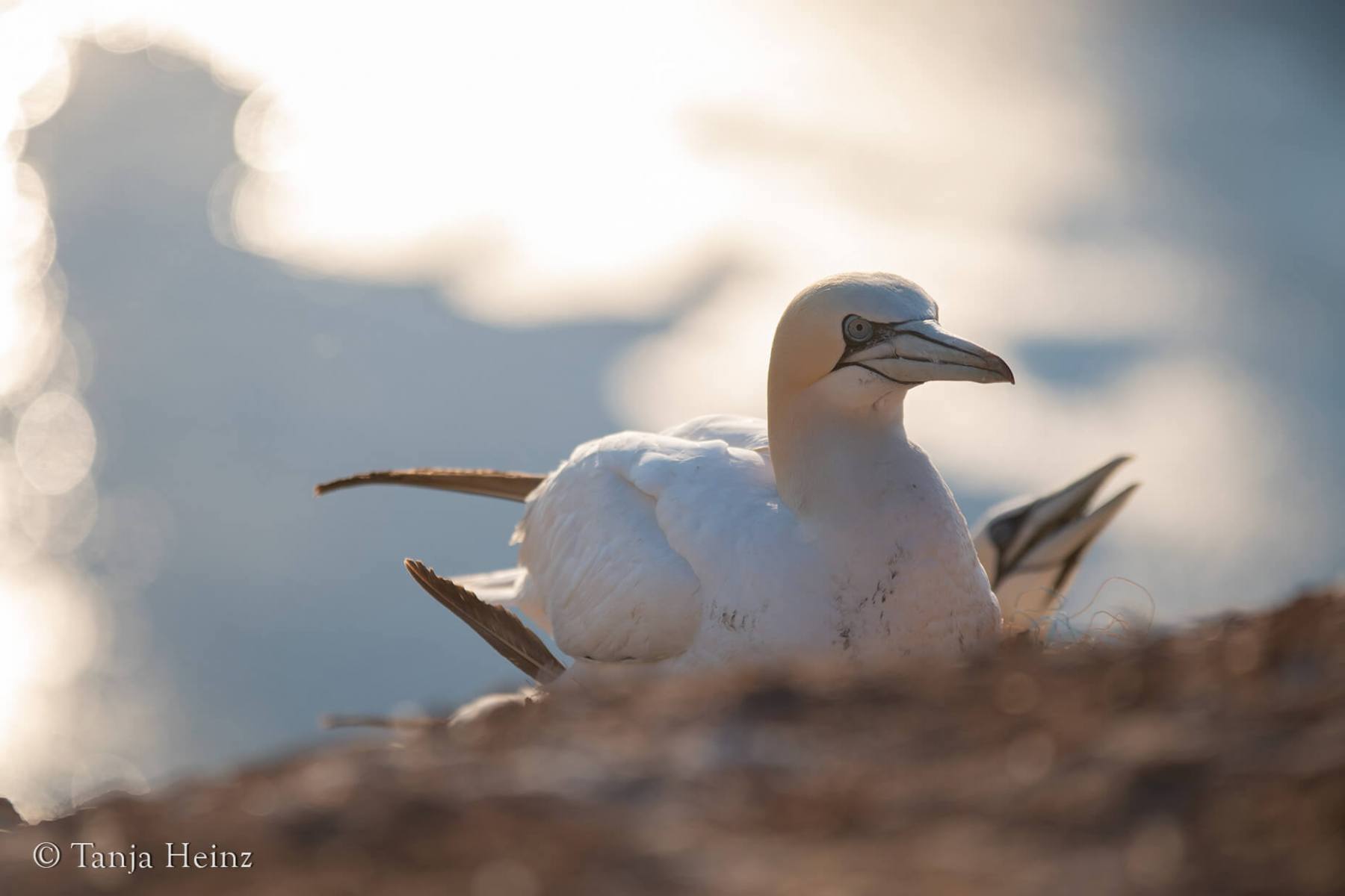 Northern gannet on Helgoland