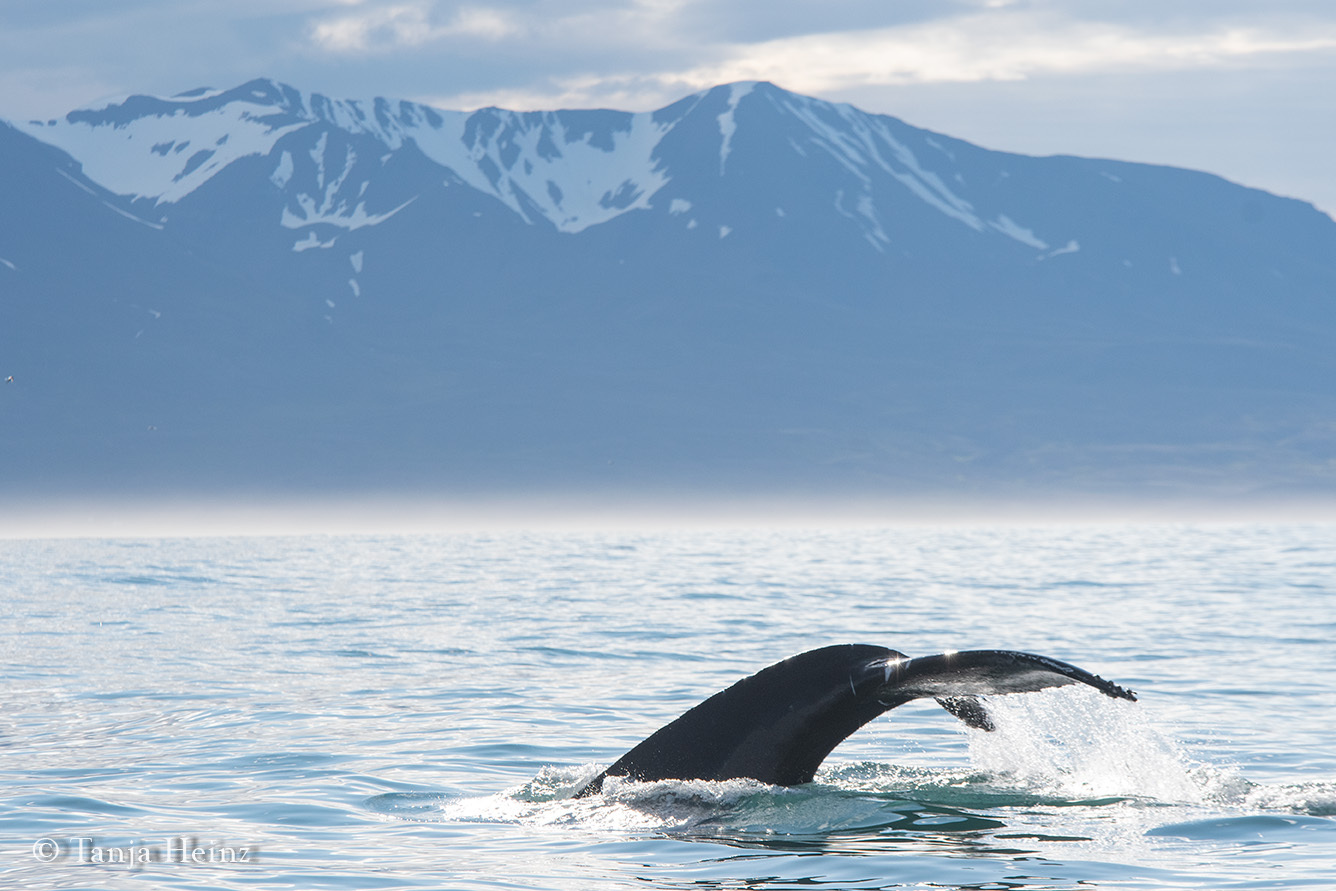 Humpback whale in Húsavík