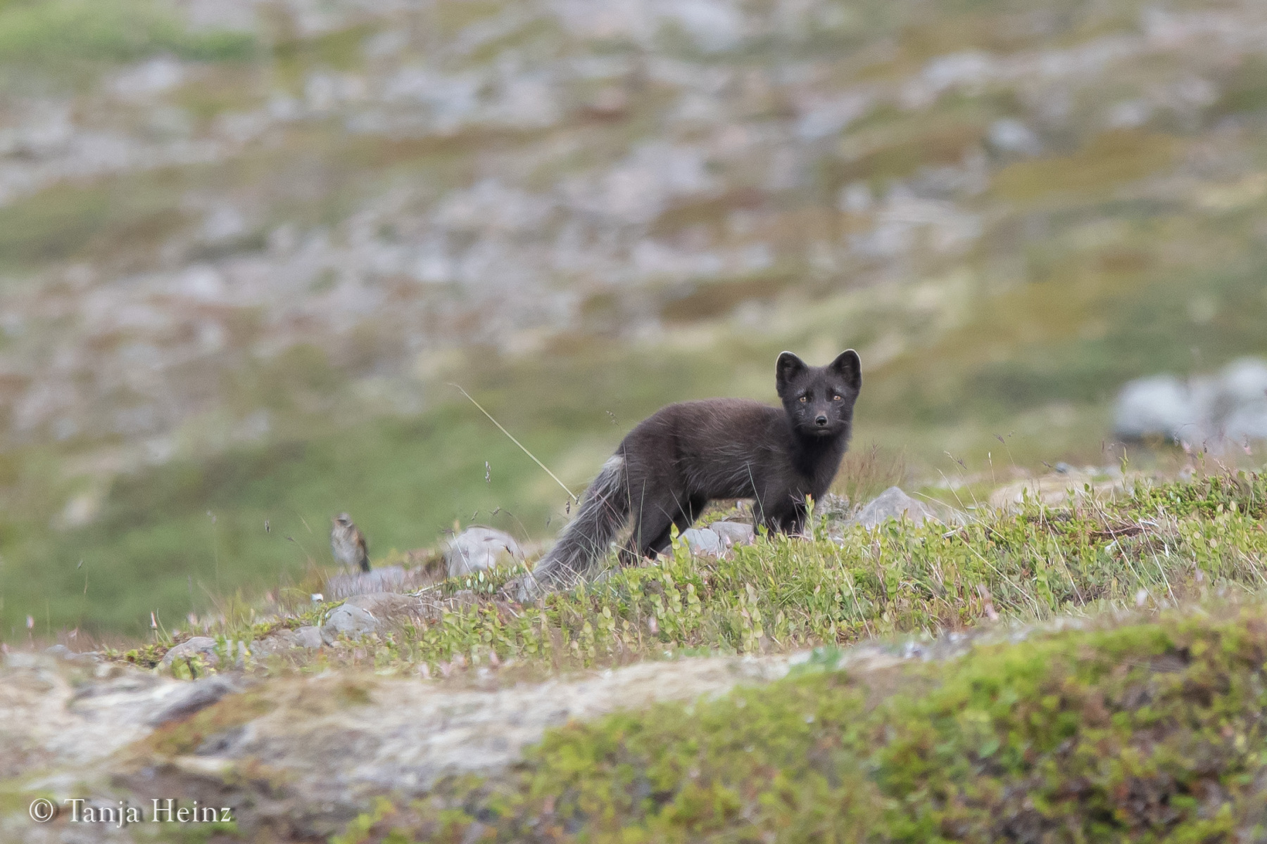 Arctic fox in the Hornstrandir Nature Reserve