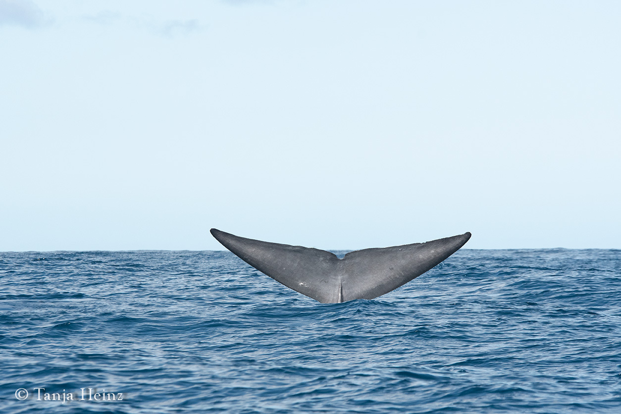 Blue whale in the Azores