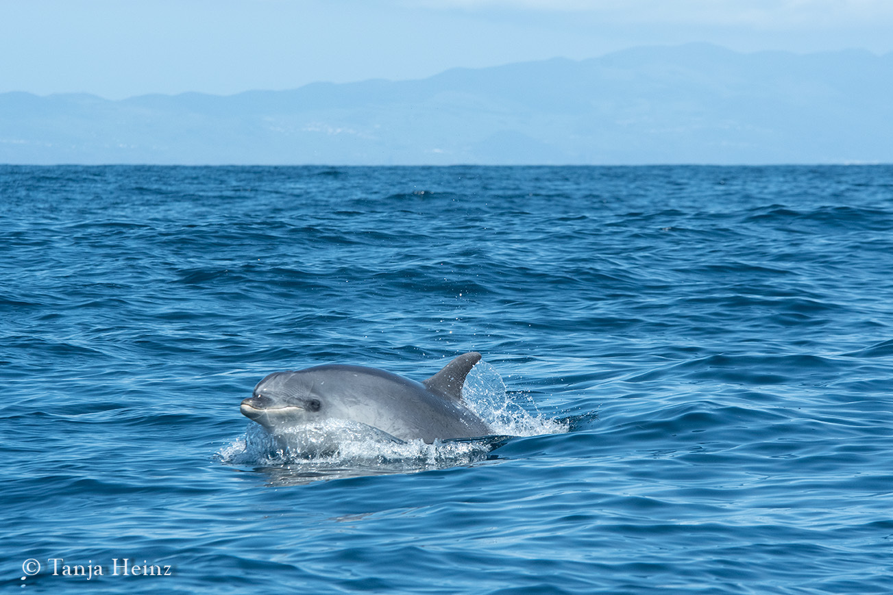 Bottlenose dolphin in the Azores